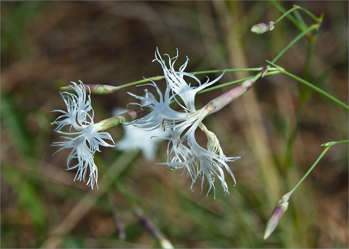 Изображение особи Dianthus borussicus.