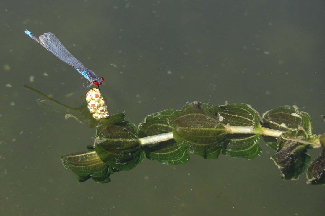 Изображение особи Potamogeton perfoliatus.