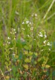 Euphrasia caucasica. Верхушки побегов с цветками. Кабардино-Балкария, Зольский р-н, долина Джилы-Су. 27.07.2012.