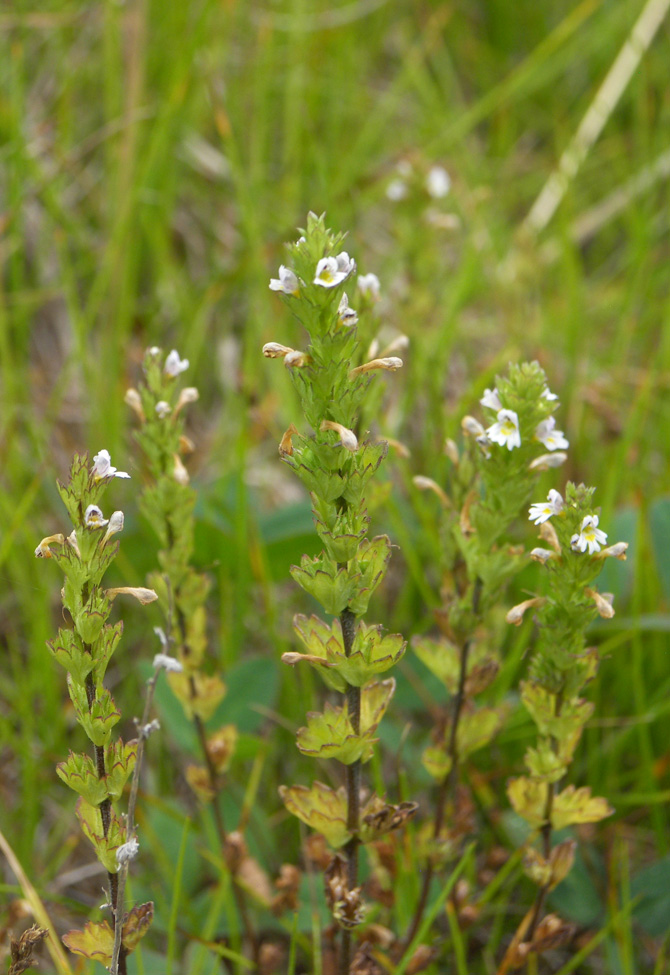 Изображение особи Euphrasia caucasica.