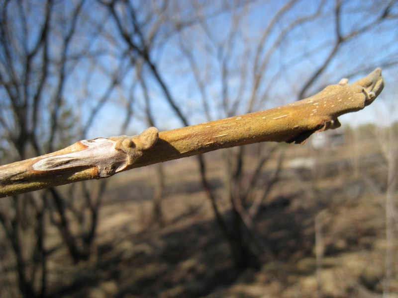 Изображение особи Juglans mandshurica.