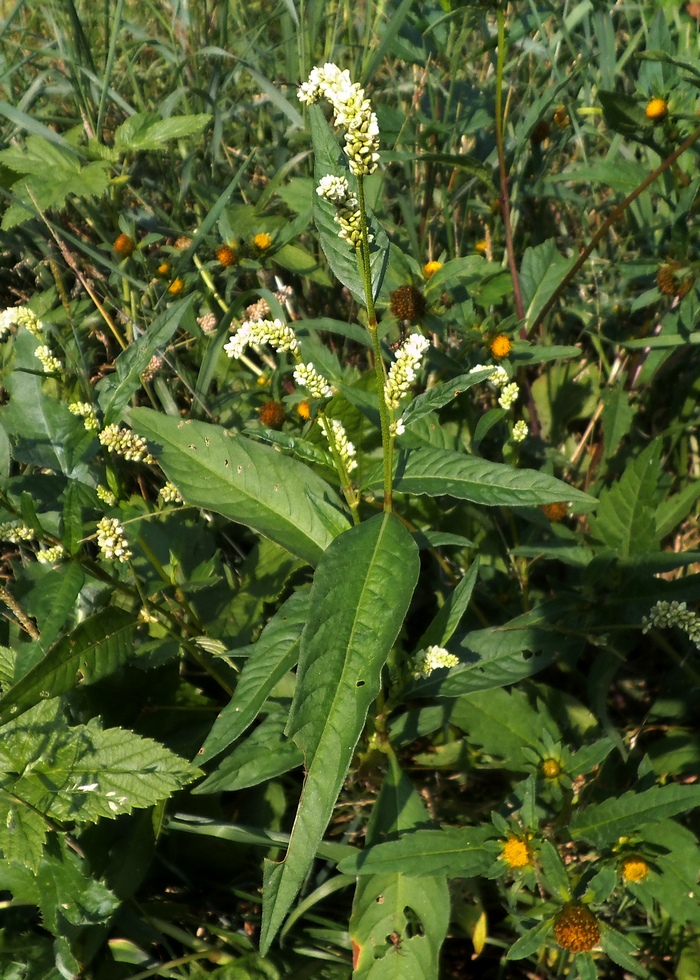 Изображение особи Persicaria lapathifolia.