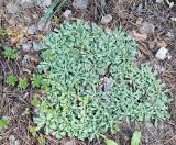 Antennaria dioica