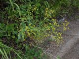 Bupleurum komarovianum