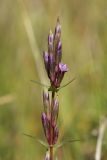 Gentianella amarella