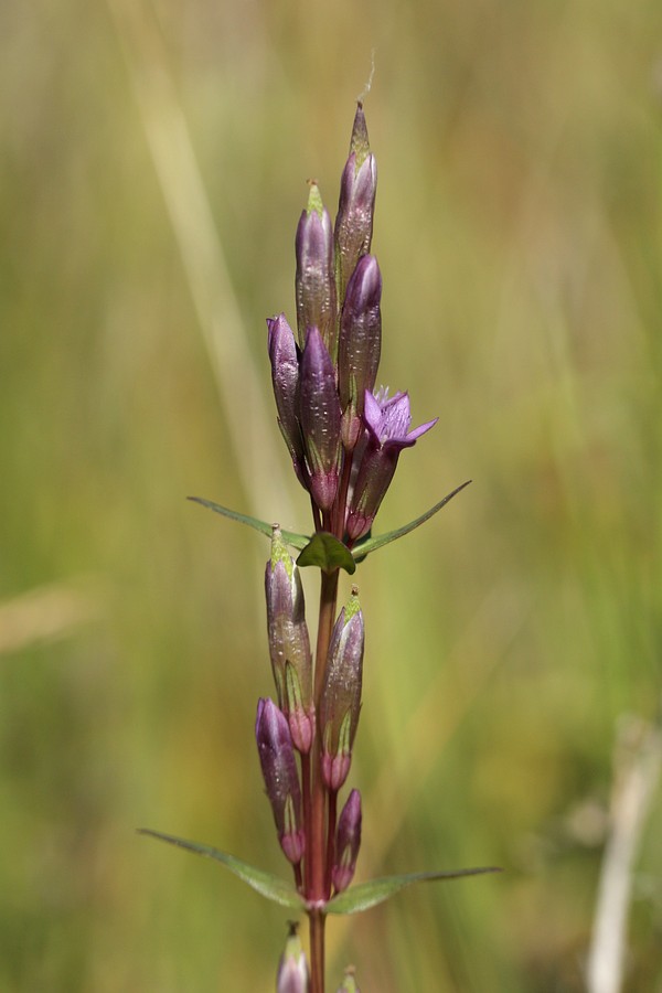 Image of Gentianella amarella specimen.