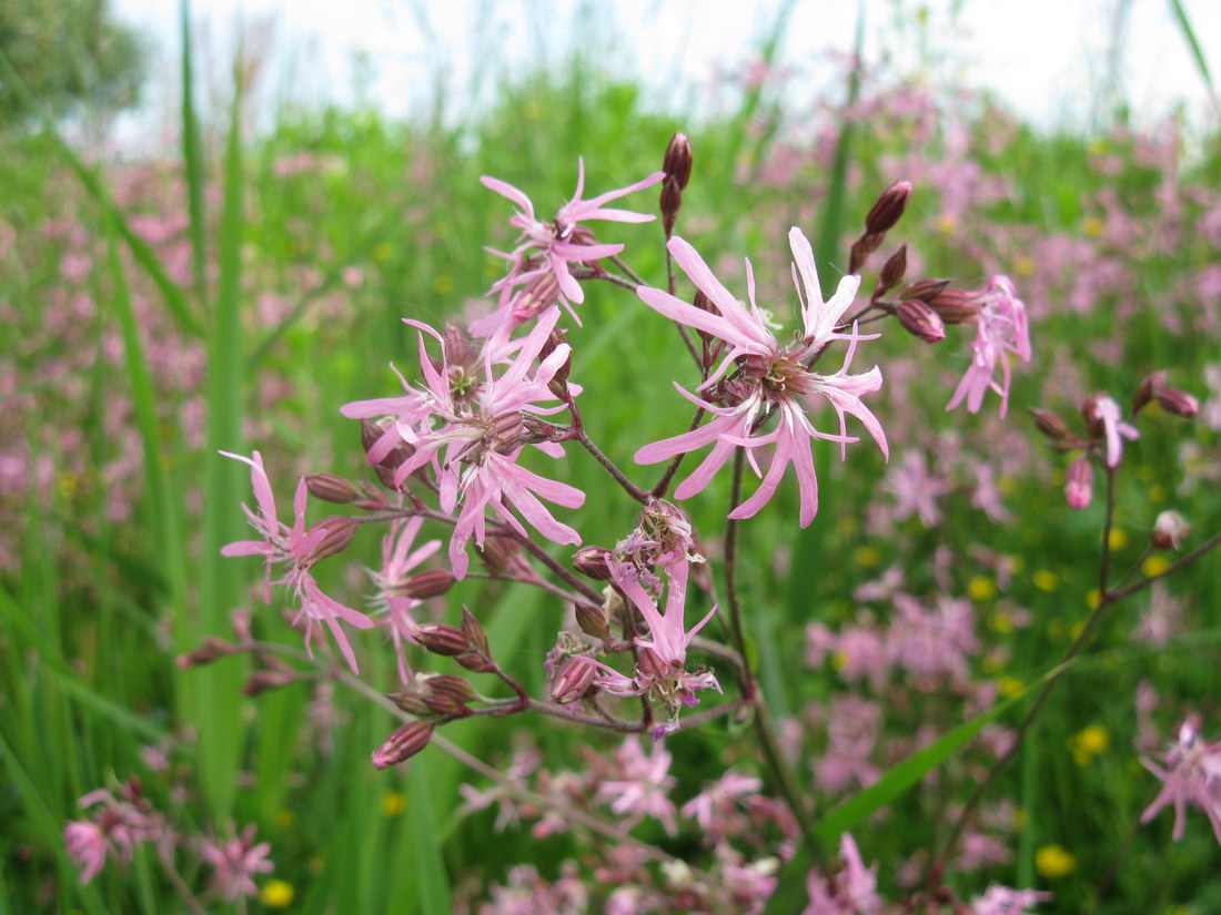 Изображение особи Coccyganthe flos-cuculi.