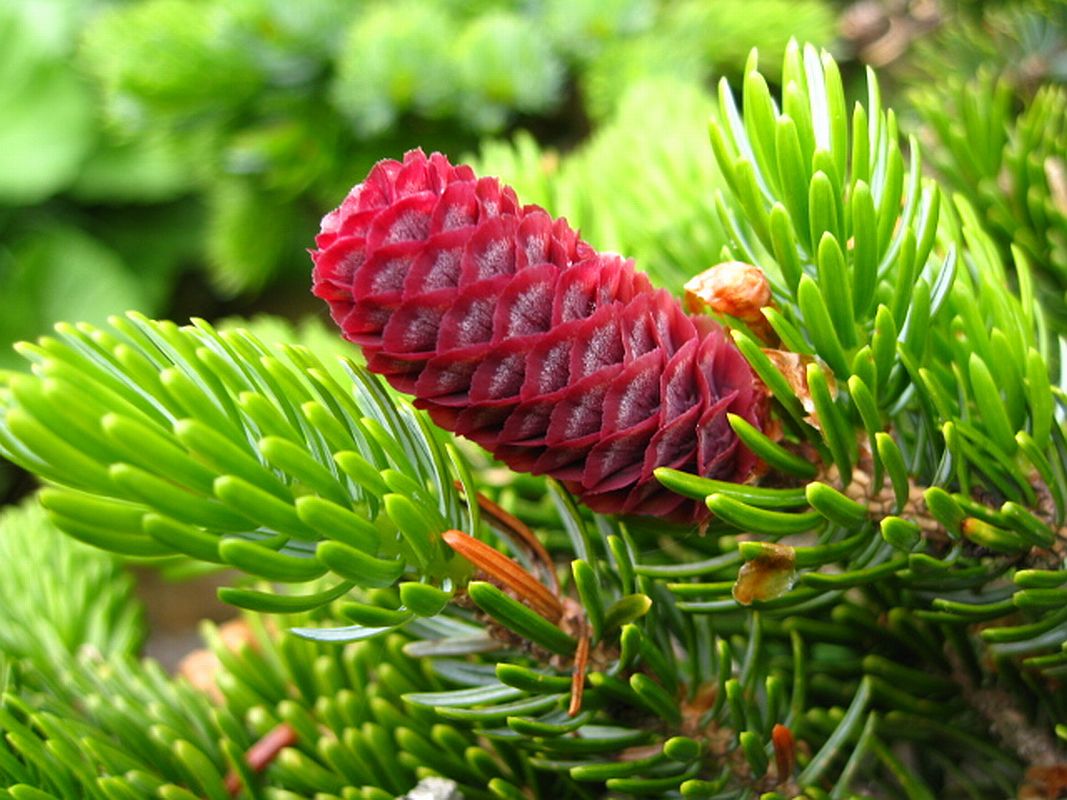 Изображение особи Picea ajanensis.