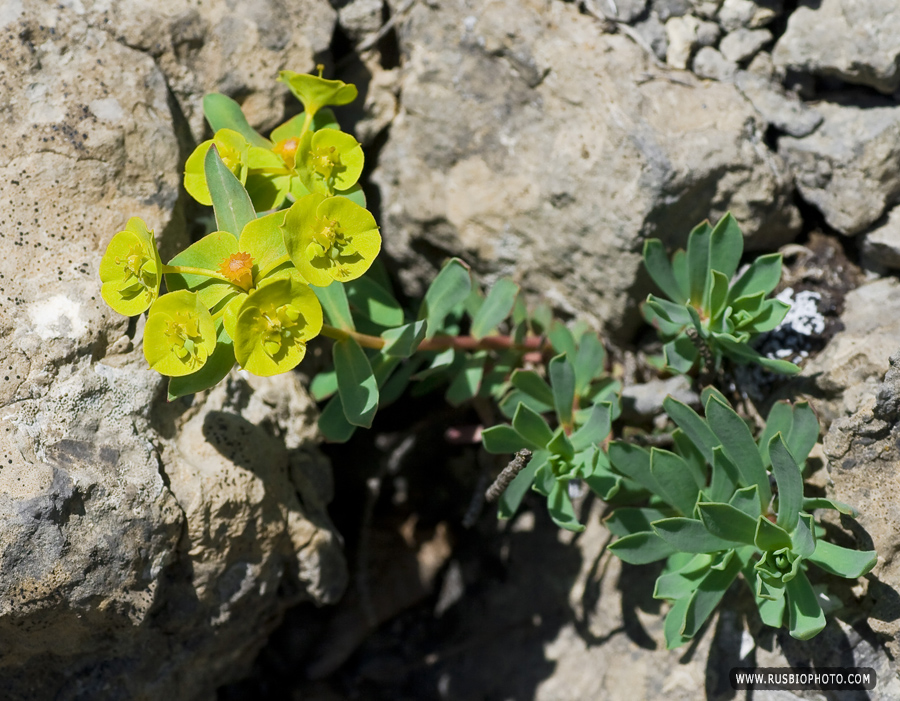 Изображение особи Euphorbia glareosa.