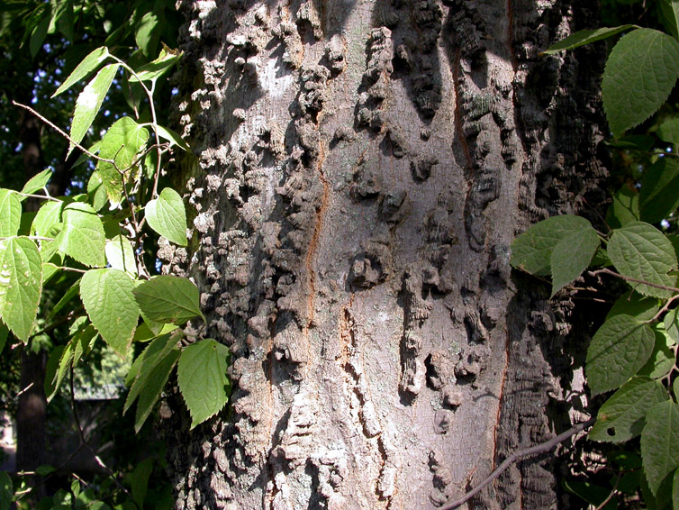 Image of Celtis glabrata specimen.