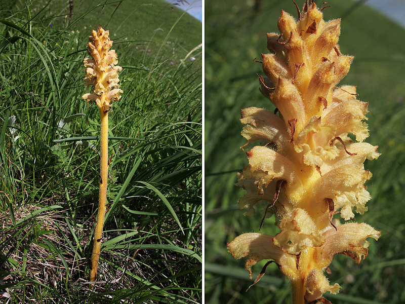 Изображение особи Orobanche lutea.