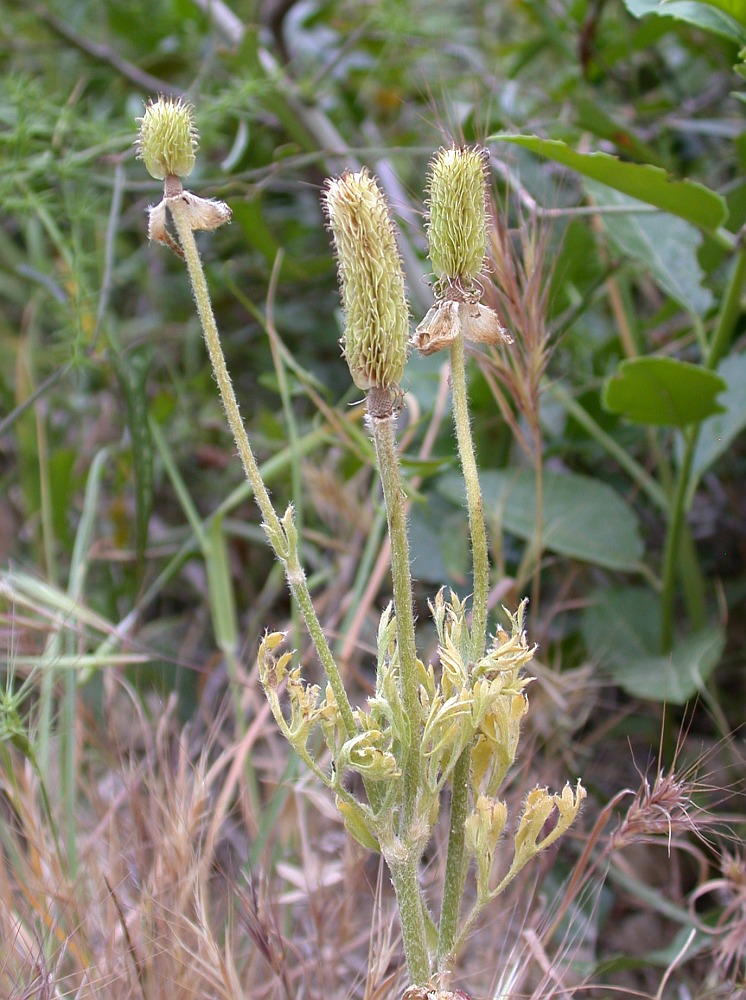 Image of Ranunculus asiaticus specimen.