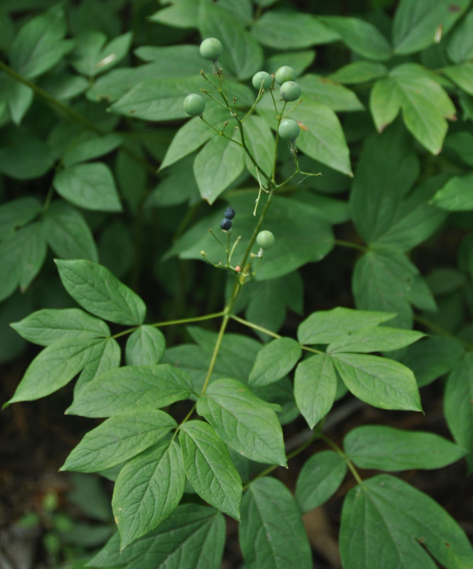 Image of Caulophyllum robustum specimen.