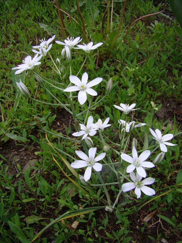 Изображение особи Ornithogalum navaschinii.