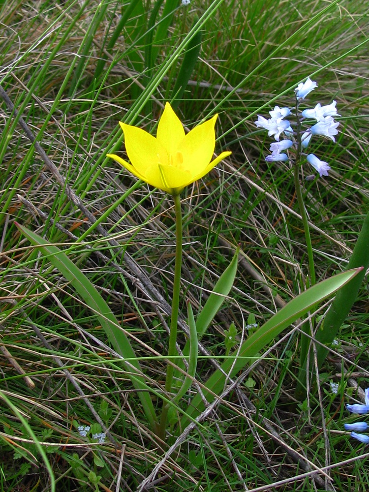 Изображение особи Tulipa biebersteiniana.