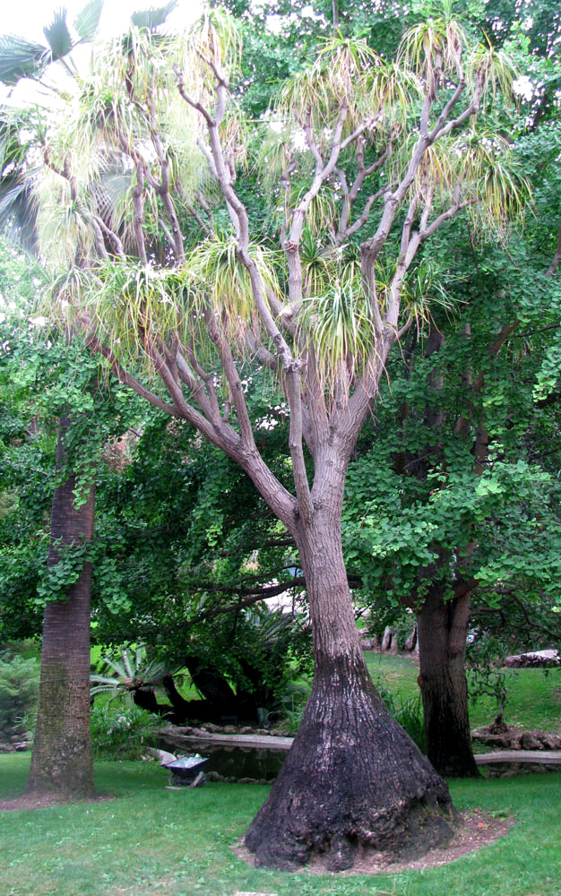 Image of Beaucarnea gracilis specimen.