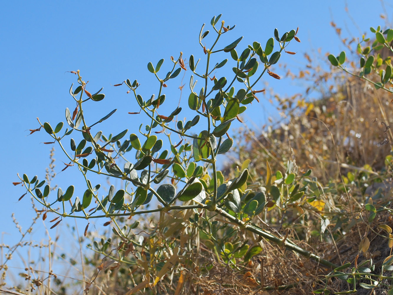 Изображение особи Zygophyllum oxianum.