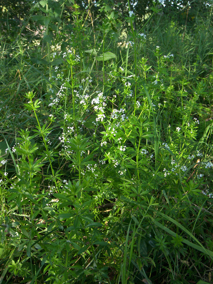 Изображение особи Galium pseudorivale.