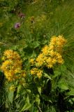 Solidago virgaurea подвид caucasica