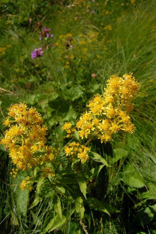 Image of Solidago virgaurea ssp. caucasica specimen.