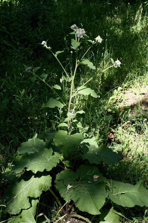 Изображение особи Arctium tomentosum.