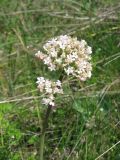 Valeriana tuberosa