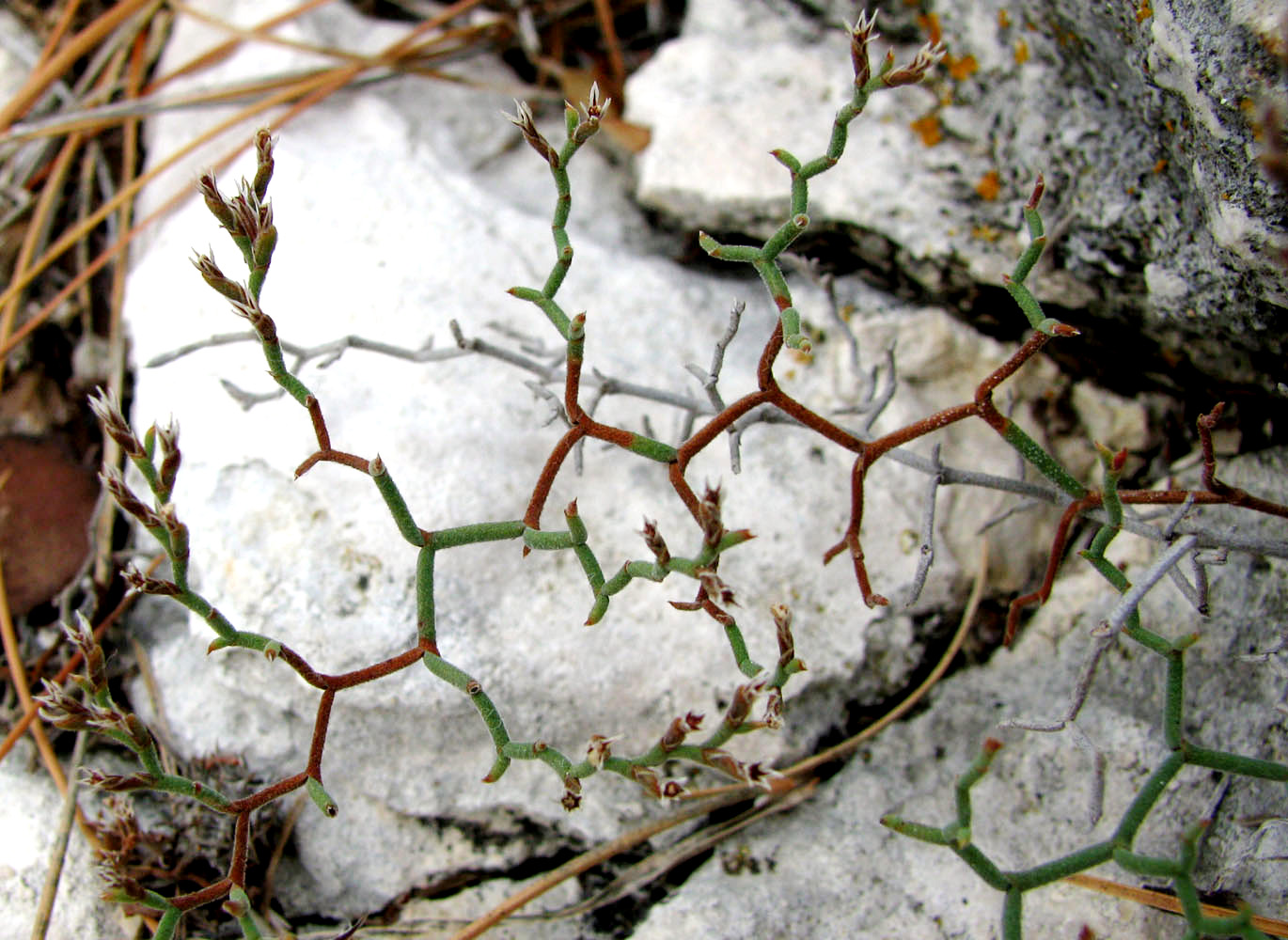 Изображение особи Limonium cancellatum.