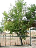 Sorbus domestica