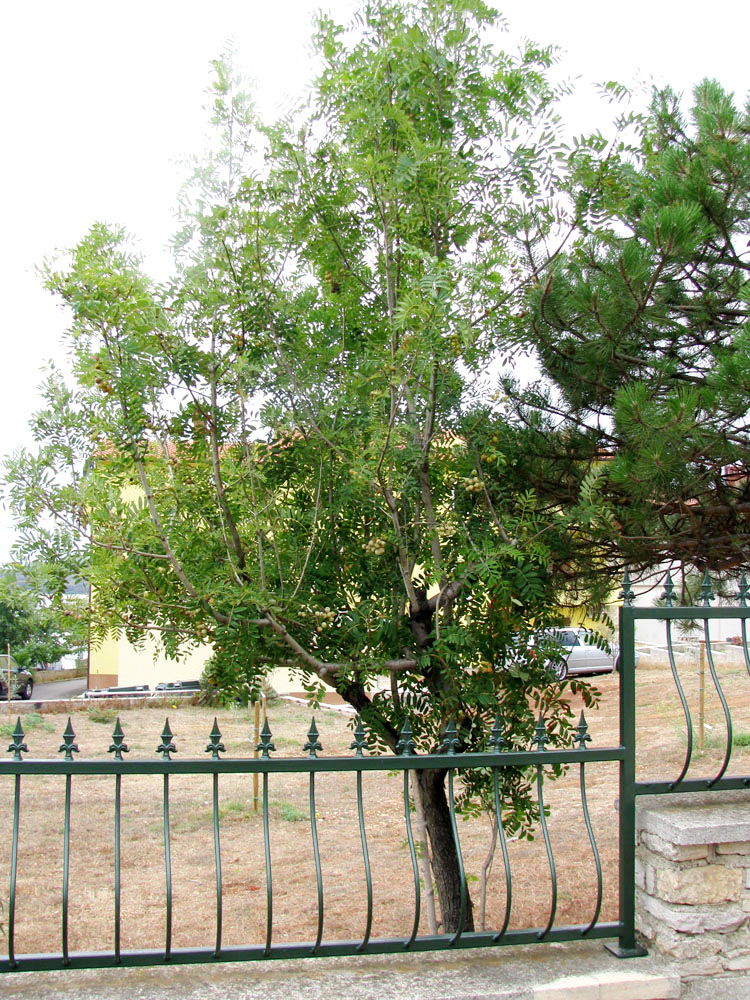 Изображение особи Sorbus domestica.