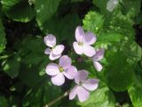 Cardamine quinquefolia