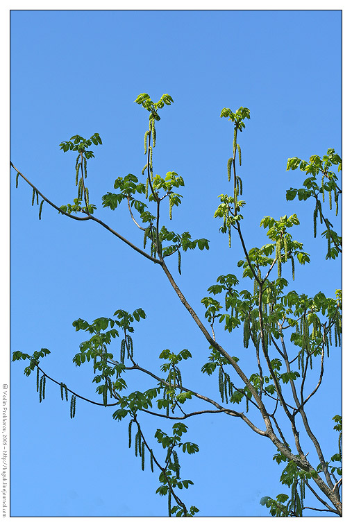 Image of Juglans cinerea specimen.