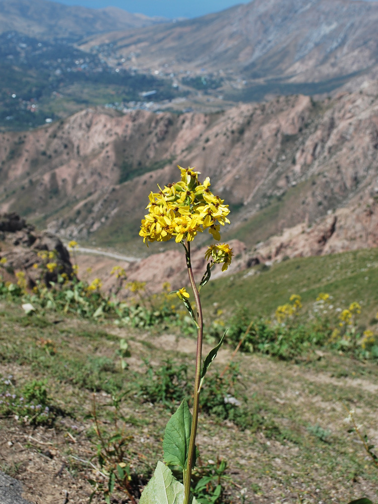 Image of Ligularia thomsonii specimen.