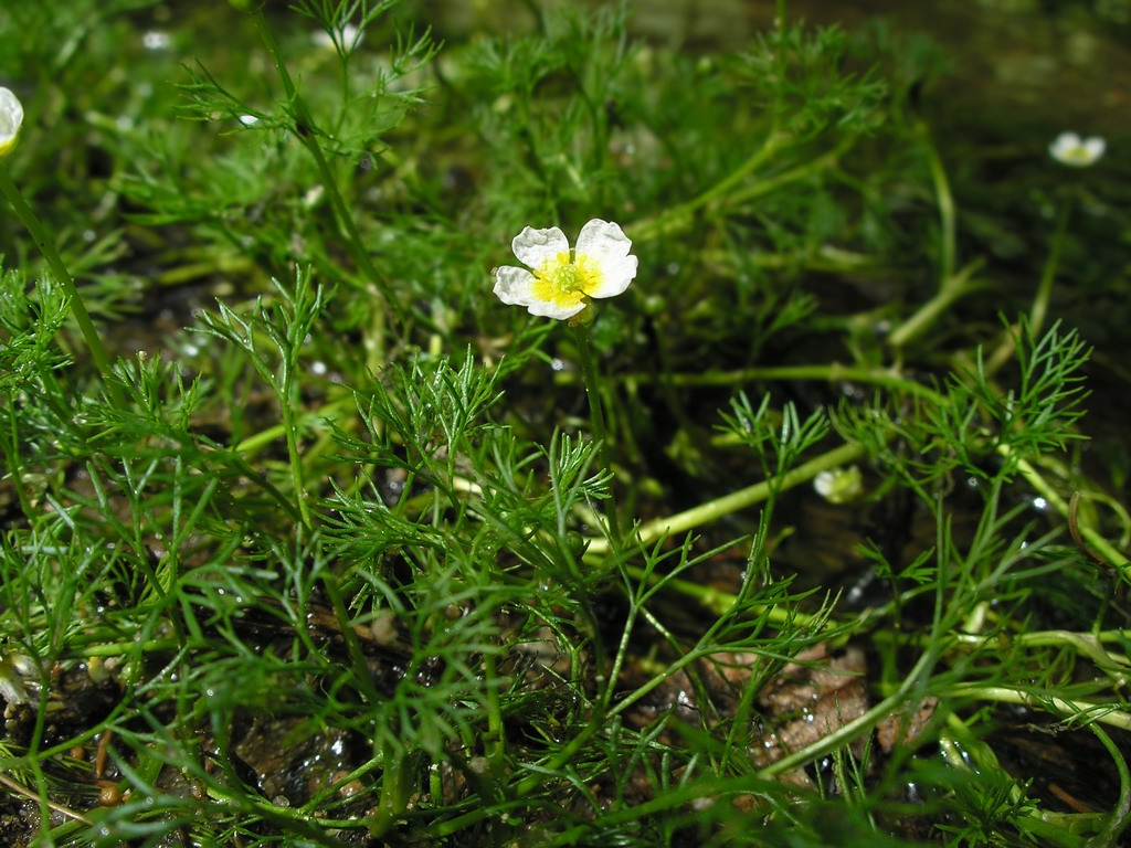 Изображение особи Ranunculus kauffmannii.