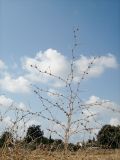 Cichorium endivia. Верхняя часть сухого растения. Израиль, Шарон, г. Герцлия, край обрабатываемого поля. 21.10.2008.