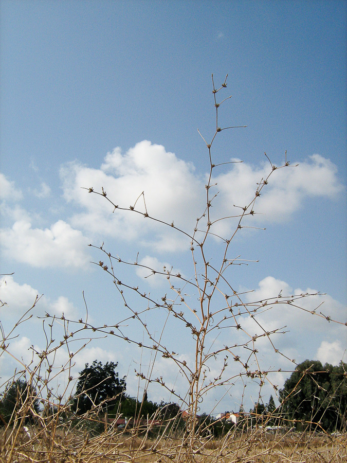 Image of Cichorium endivia specimen.