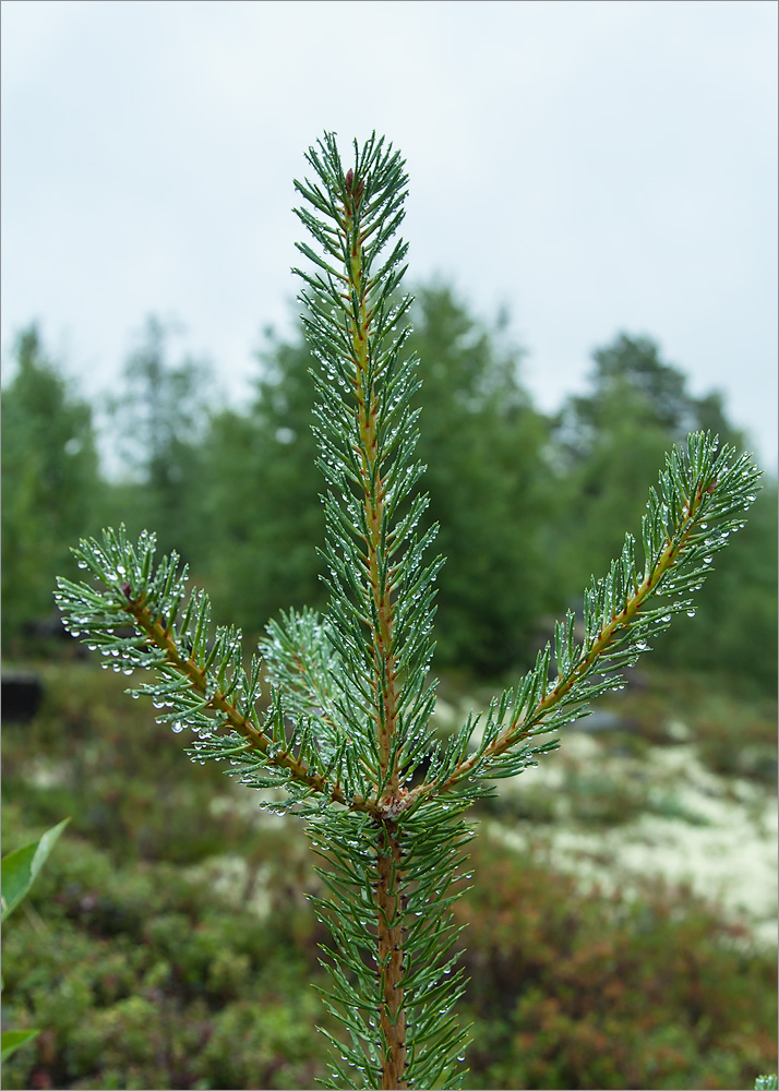 Изображение особи Pinus friesiana.