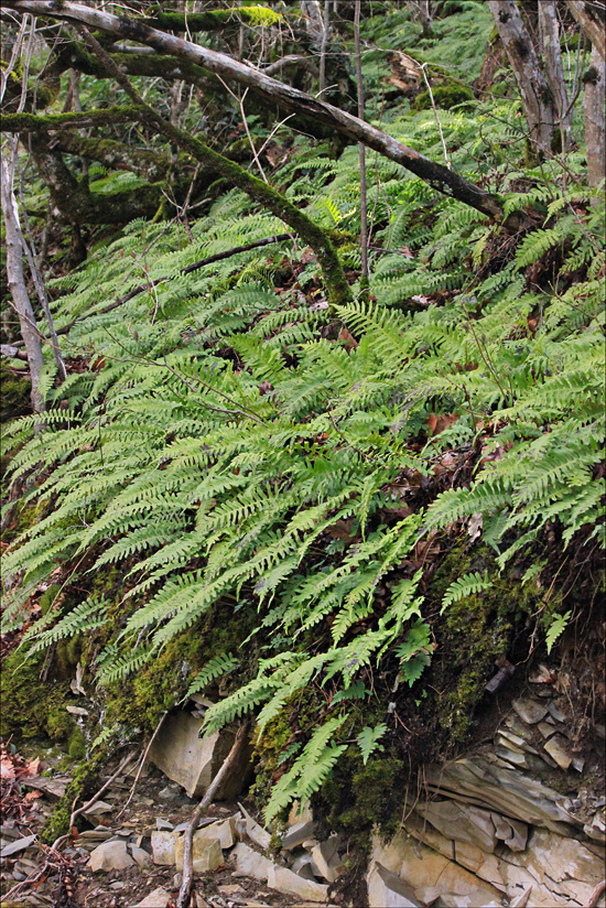 Image of Polypodium vulgare specimen.