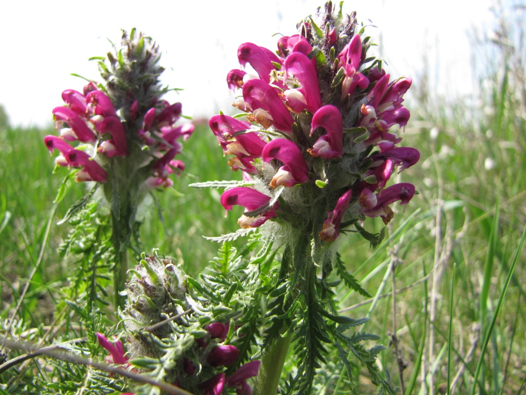 Image of Pedicularis dasystachys specimen.