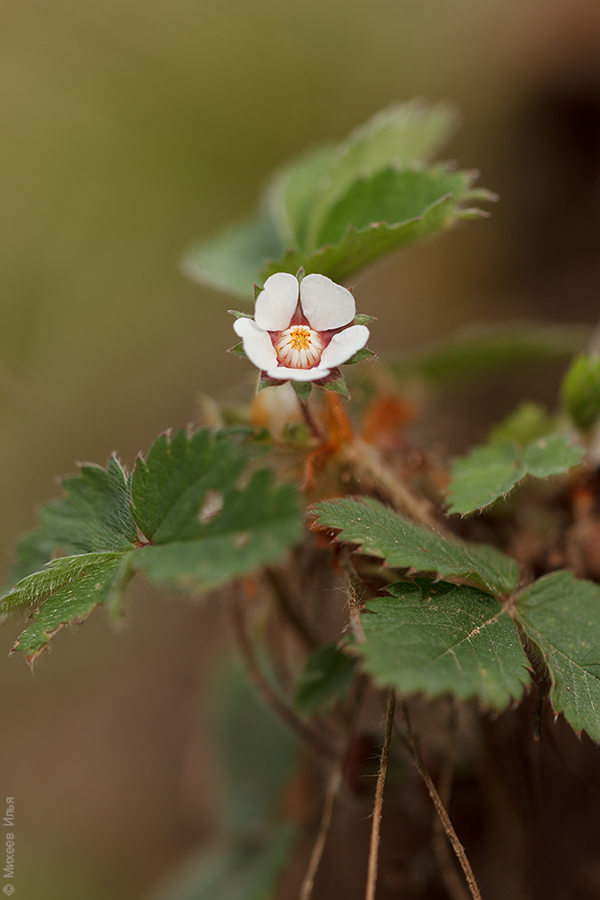 Изображение особи Potentilla micrantha.