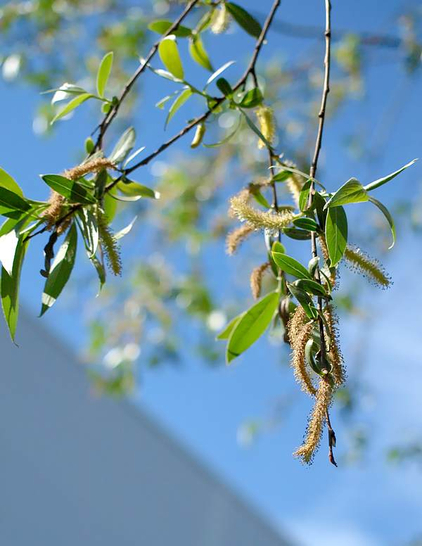 Изображение особи Salix alba.