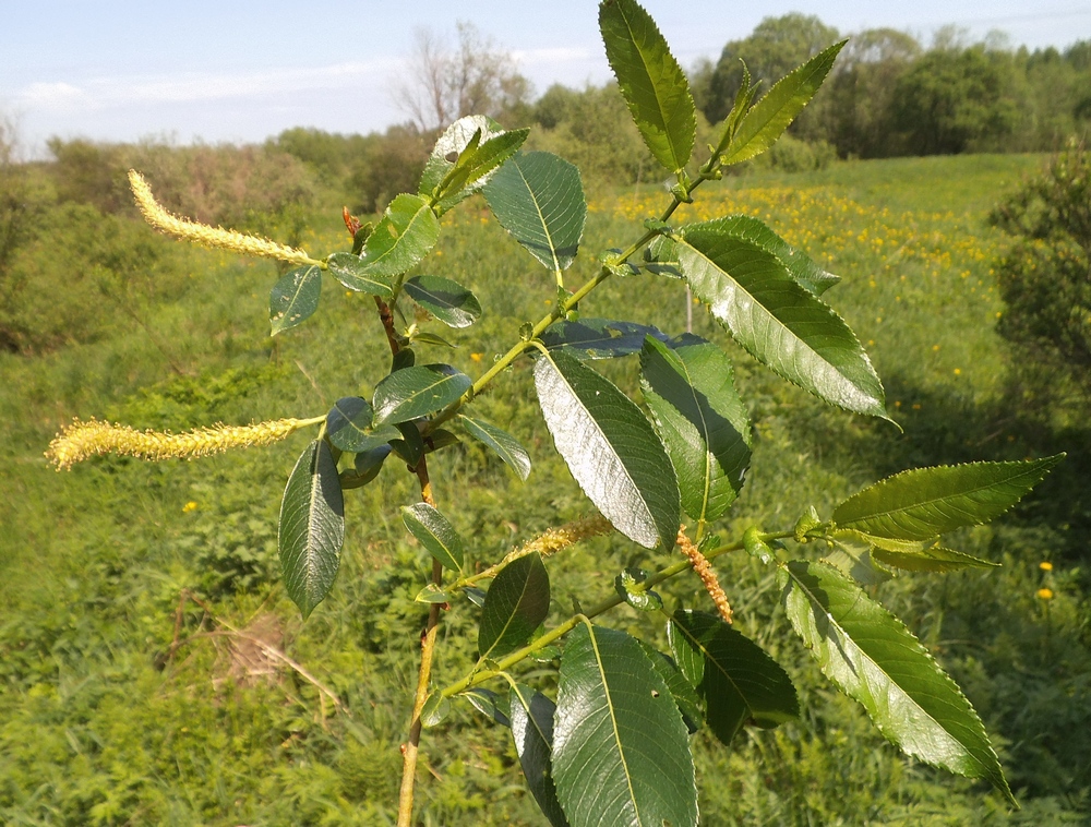 Изображение особи Salix &times; schumanniana.