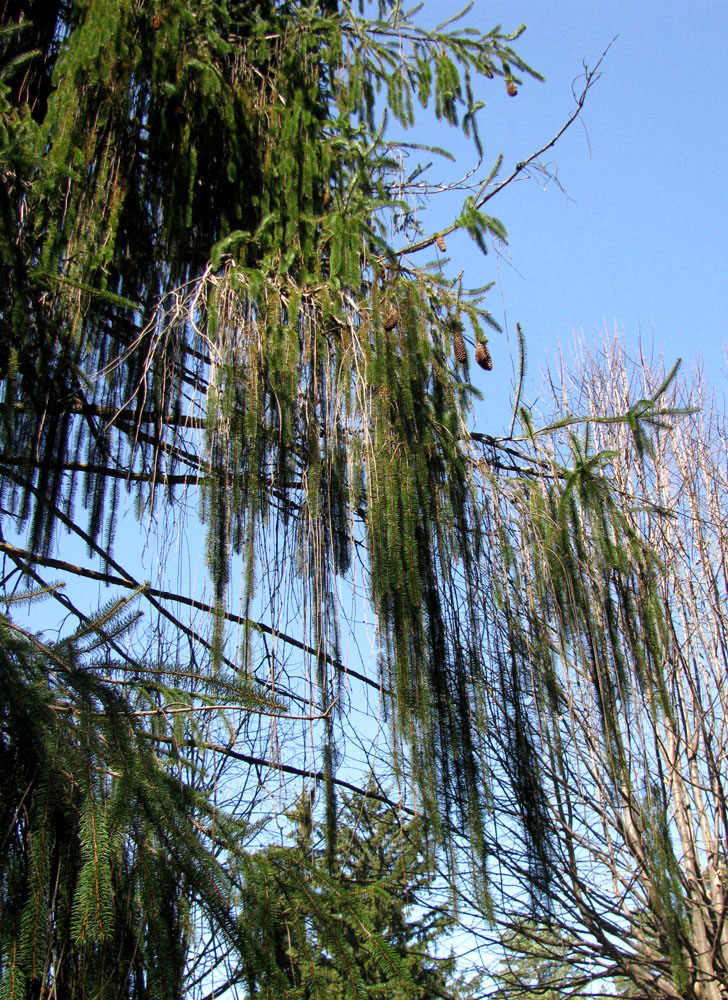 Image of Picea abies specimen.