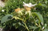 genus Rosa. Верхушка побега с чашечками цветков. Крым, окр. пос. Никита, Никитская расселина. 24.05.2013.