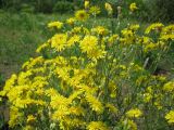 Crepis ramosissima