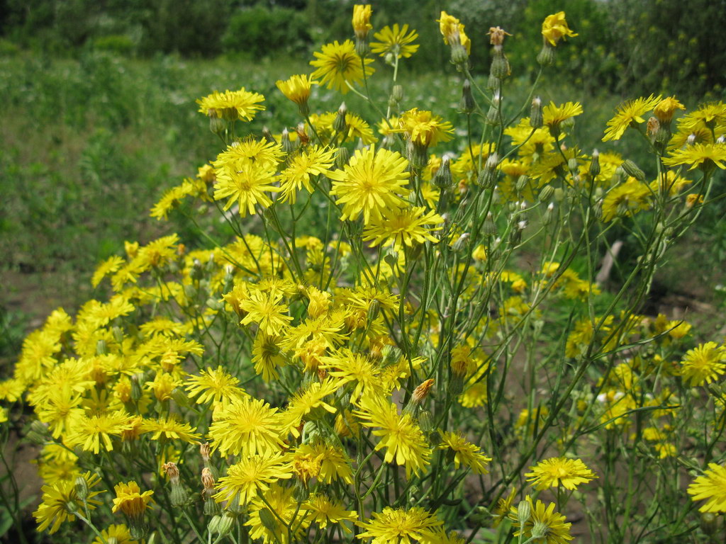 Изображение особи Crepis ramosissima.