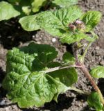 Ageratum houstonianum