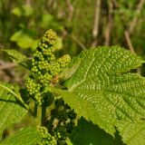 Vitis amurensis