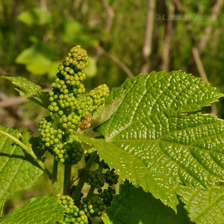 Изображение особи Vitis amurensis.