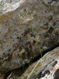 Image of specimen
