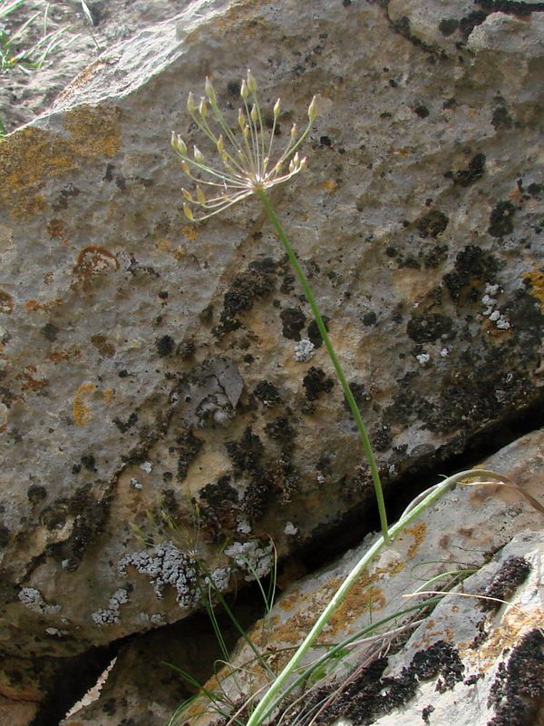 Image of Allium eremoprasum specimen.